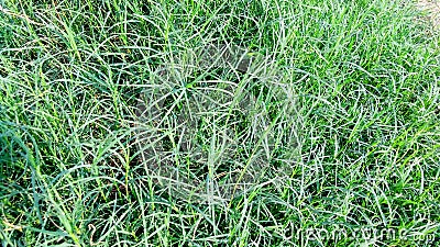 Cynodon dactylon dubh dhoob grass Stock Photo